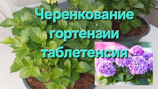 Черенкование Таблетензии.Ньюансы нарезки черенков.              #гортензии