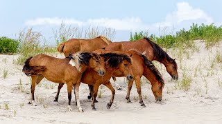 Virginia's Only Resort Island Where Wild Horses Roam Free | America Over The Edge