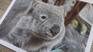 How to draw a Wombat in COLOR PENCIL - Fur Texture