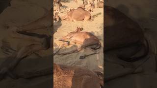 Sleep time camel