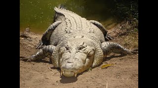 🐊  Crocodiles – 5 Types