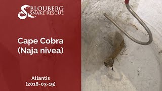 Cape Cobra rescued near Atlantis, Cape Town, Western Cape, South Africa (20180319)