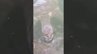 Turtle l Tripureswari Temple l Matabari l Agartala l Tripura #shortvideo #reels #agartala #tripura