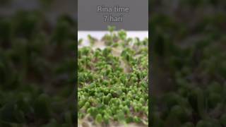 benih chia / Salvia hispanica #timelapse #tanaman #chia