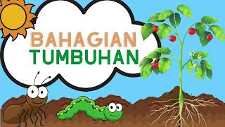 Bahagian Tumbuhan | Prasekolah