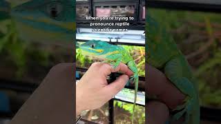 How to pronounce reptile scientific names