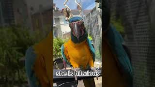 Watch this Parrot dancing to my tune 🤣🕺🏽🦜