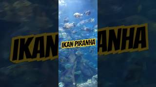 Ikan Piranha, Seaworld dan Faktanya #facts #fish