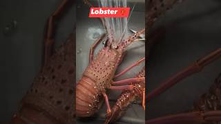 Lobster 🦞 with breadcrumbs #shortsvideo #singaporelife #princesslhyn