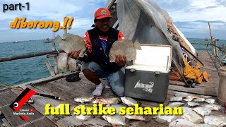 MANCING IKAN TAPI TAPI DI MUSIM BARATAN