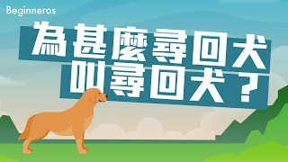 【冷知識】為甚麼尋回犬叫尋回犬？牠們又有甚麼特別？｜Beginneros