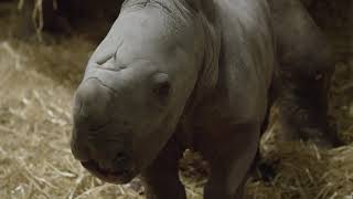 The Zoo TV series: A beautiful southern white rhinoceros calf