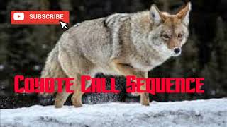 Coyote Hunting Call Sequence #2 - Free Download