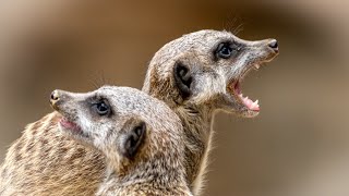 Mongoose habitat and behavior in the wild