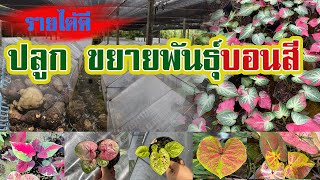 ปลูก ขยายพันธุ์บอนสี | สร้างรายได้ดี มีตังค์ใช้ |