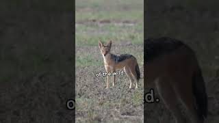 Learn more about Black-Backed Jackals #bushytails #hunters #