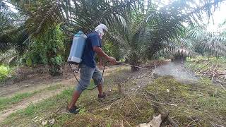 MELANJUDKAN SEMPROT RUMPUT DI KEBUN