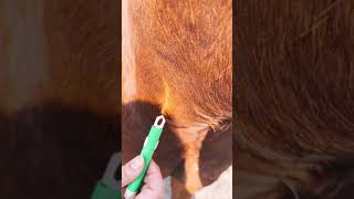 Removing a Bug From A horse #shorts #insect #paard #horse #animals #fy #fyp #beestjes #tiktok #4u