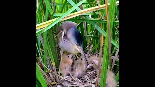 Bittern Bird #shorts