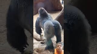 Silverback Gorilla brother big twins #youtubeshorts #shortfeed #motivation #shortsviral ##wildlife