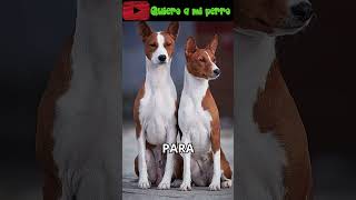 74🔥 Descubre las 3 razas de perro que mejor soportan el calor 😎 | QuieroAMiPerro ❤️