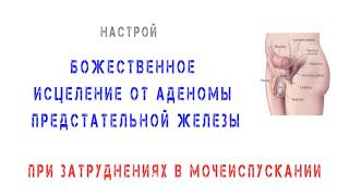 Исцеление от аденомы предстательной железы при затруднениях в мочеиспускании