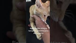 Biggest Sacrifice: my hand get cut up and bitten  just so she can have fun #catlovers  #funnycat