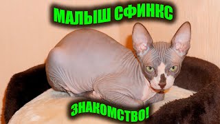 Котенок сфинкс первый день в новом доме.