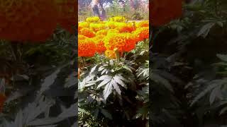 গাধ ফুল গাছ#shot video