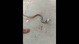 snack catch#king cobra#naagarahaavu#