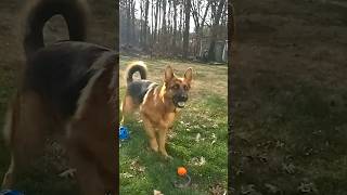 German Shepherd: The Ultimate Retriever