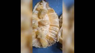 jackfruit#shorts #viral