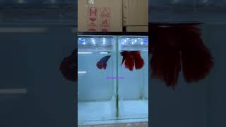 Ohm Bettas #hubli #aquarium #pets #aquariumlover #aquariumfish #reels #betta #bettaholic #bettafish