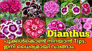 How to grow and care dianthus plant🔥|| Tips and powerful fertilizer ||Best potting mix |salu koshy/