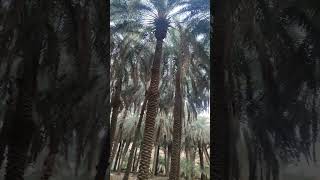 Dates #saudiarabia #travel #riyadh #nature #naturelovers #farming #dates #datesfarm