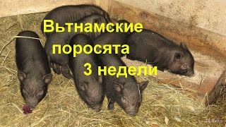 Трёх недельные Вьетнамские вислобрюхие поросята