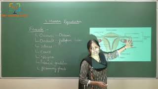 Class 12, Biology Chapter 3 - Human Reproduction, class 2