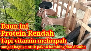 PROTEIN BOLEH RENDAH  TAPI VITAMIN SANGAT MELIMPAH SANGAT DIBUTUHKAN KAMBING DAN DOMBA