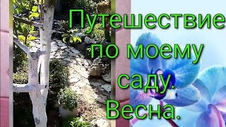 #мойсад#сад#цветы Путешествие по моему саду..Весна.