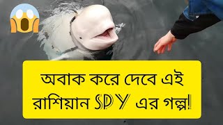 তিমিমাছ না গুপ্তচর? অবাক করা এক রুশ স্পাই ভালদিমিরের গল্প। (Hvaldimir: The Russian spy Beluga Whale)