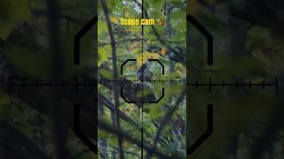 Squirrel hunting with scope cam # Cz 512 WMR