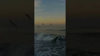 Birds Surfing Mexican Waves