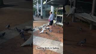 Feeding the birds in Sydney