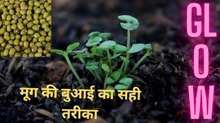 moong ki buwai kaise kare🌱🌱moong ki buwai 🔥🔥👌👌👌