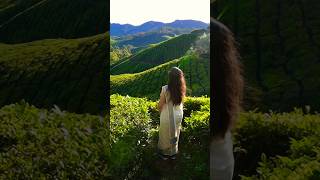 Apna bana le #shorts #youtubeshorts #apnabanale #kritisanon #varundhawan #india #munnar #travel