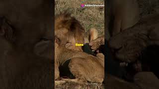 Lion Roars Heard From 5 Miles #shorts #viralvideo #trending #animals #lion #facts #earth #cr7 #tiger