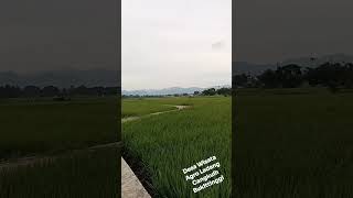 Hamparan Hijau Sawah dengan View 2 Gunung Marapi dan Singgalang