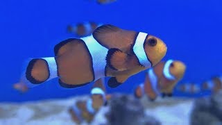 Clownfish