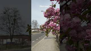 Eberswalde | Germany 4K 🇩🇪 Spring