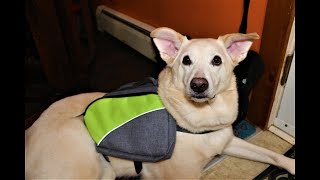 Review: Petsfit Saddle Bags for Dogs